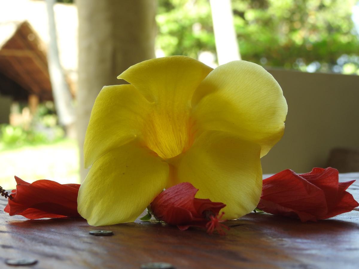 Mafia Kivulini Lodge Mafia Island 外观 照片